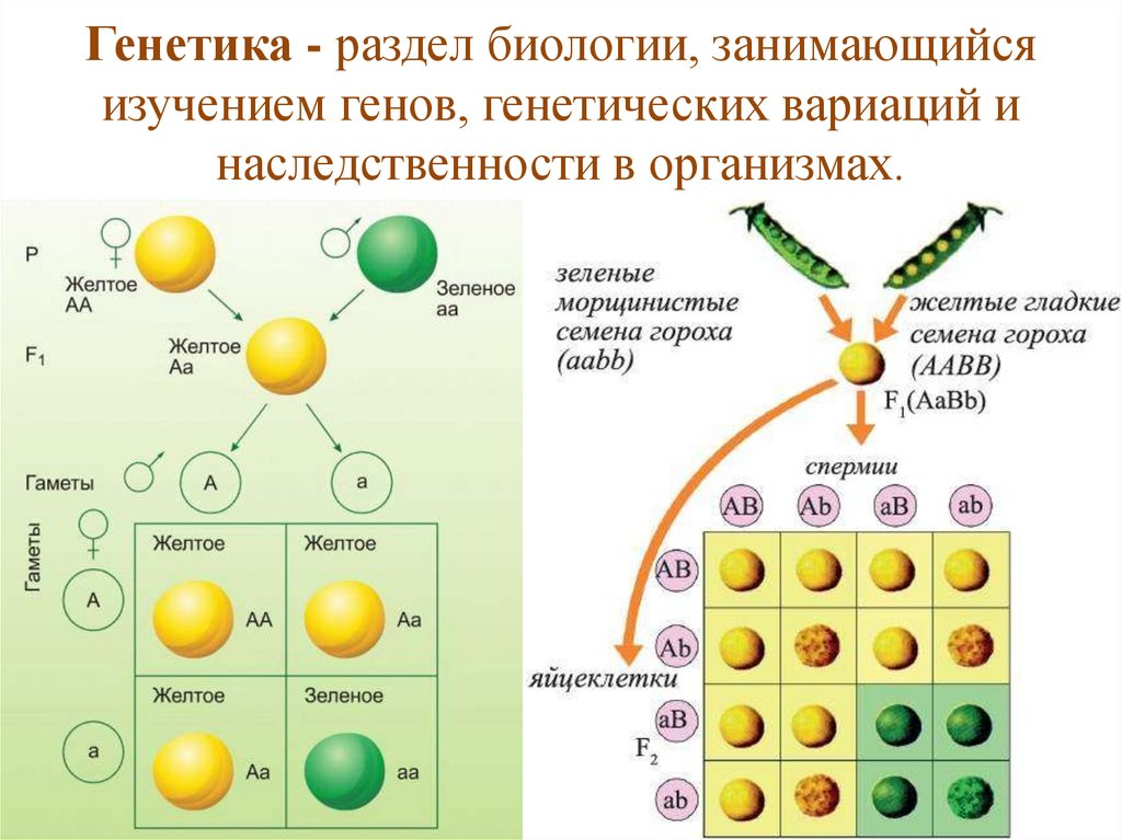 Всероссийский урок генетики.